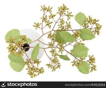 top view of sugar gum twigs in vase isolated on white background. 3d illustration