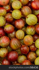 Top view of the green and red gooseberry fruit. Background.