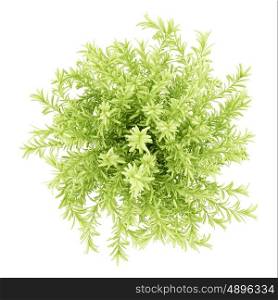 top view of thin leaves sedum plant isolated on white background. 3d illustration