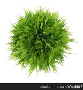 top view of thuja plant isolated on white background. 3d illustration