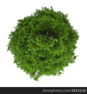 top view of tree of heaven isolated on white background