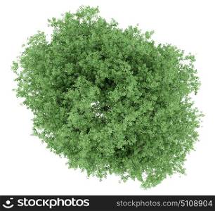 top view of tulip tree isolated on white background. 3d illustration