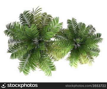 top view of two areca palm trees isolated on white background