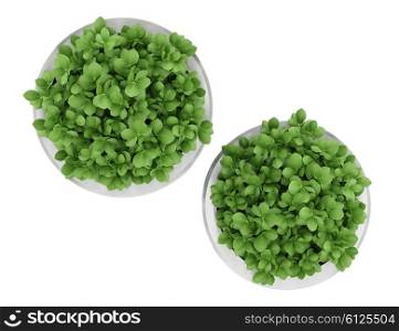 top view of two houseplants in metallic pots isolated on white background