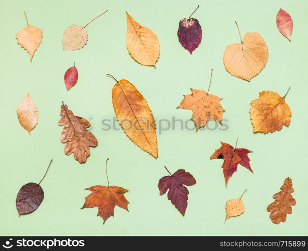 top view of various dried autumn fallen leaves on light green pastel paper background