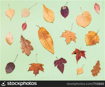 top view of various dried autumn fallen leaves on light green pastel paper background