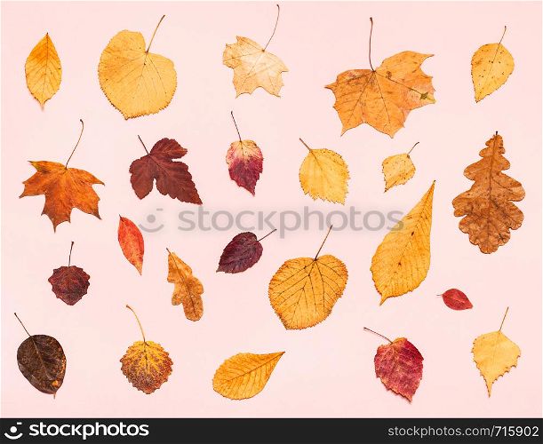 top view of various dried autumn fallen leaves on light pink pastel paper background