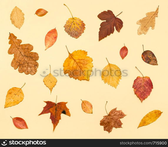 top view of various dried autumn fallen leaves on light yellow pastel paper background