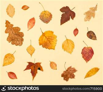 top view of various dried autumn fallen leaves on light yellow pastel paper background