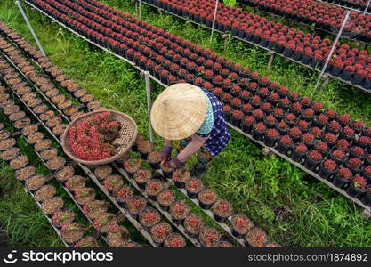 Top view of Vietnamese farmer working with red flowers garden in sadec, dong thap province, vietnam,traditional and culture concept