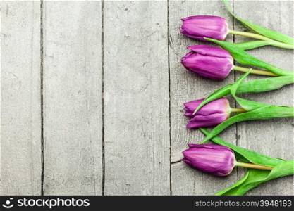 Top view of violet tulips over wooden table