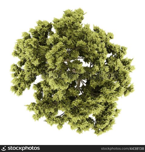 top view of white ash tree isolated on white background. 3d illustration