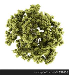 top view of white ash tree isolated on white background. 3d illustration