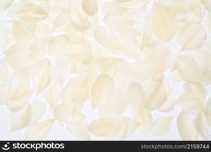 top view of White bird feathers on white background.. top view of White bird feathers on white background