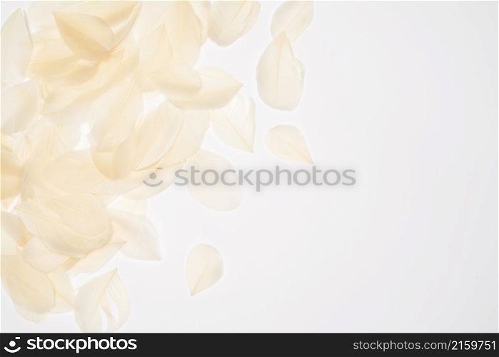 top view of White bird feathers on white background.. top view of White bird feathers on white background