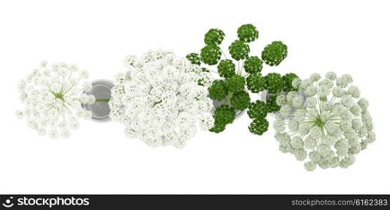 top view of wild carrot flowers in jars isolated on white background. 3d illustration