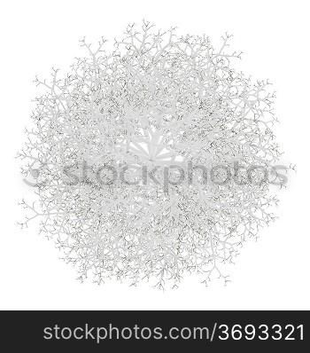 top view of winter birch tree isolated on white background