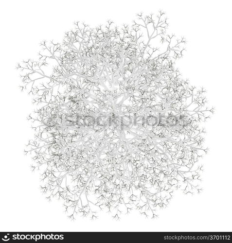 top view of winter birch tree isolated on white background