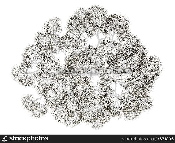 top view of winter english oak tree isolated on white background