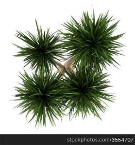 top view of yucca palm tree isolated on white background