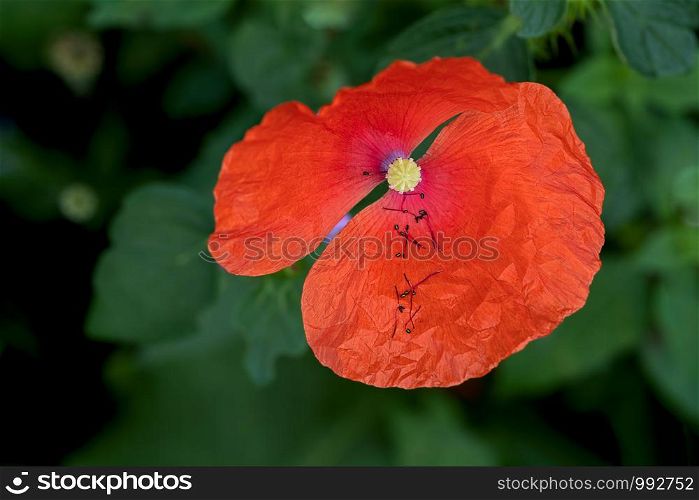 top view on a opened poppy flower, stamens laying in a petal