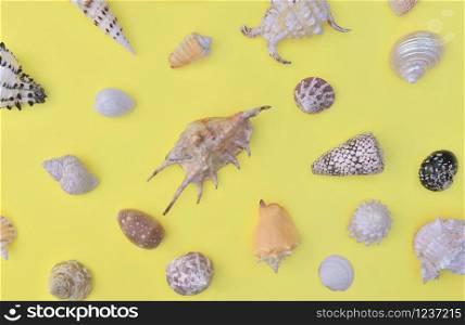 top view on a seashells collection of different shapes and arranged on the whole frame on yellow background