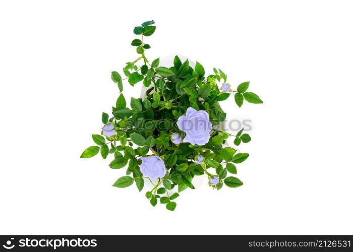 Top view on beautiful small bush of purple roses in a pot isolated on white background. Home plants and gardening concept. Top view on beautiful small bush of purple roses in a pot isolated on white background. Home plants and gardening concept.