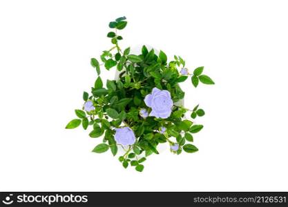 Top view on beautiful small bush of purple roses in a pot isolated on white background. Home plants and gardening concept. Top view on beautiful small bush of purple roses in a pot isolated on white background. Home plants and gardening concept.