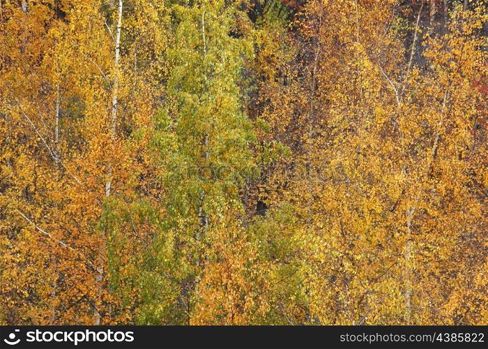 Top view on colorful autumn trees