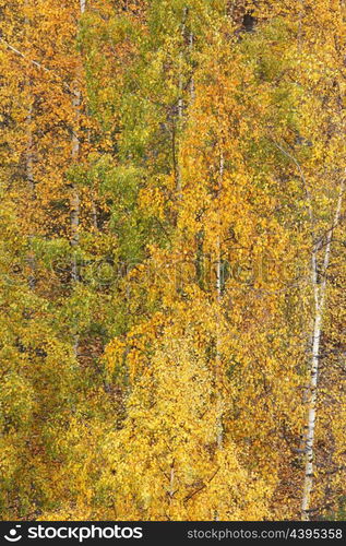 Top view on colorful autumn trees