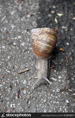 Top view on grapewine snail moving on pavement