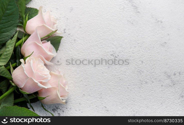 Top view on pink roses on a grey concrete background. The concept of spring and Valentines day, flat lay.