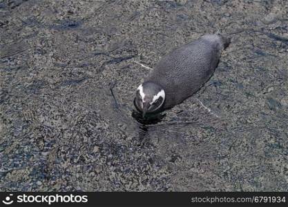 top view on small penguin in dark water