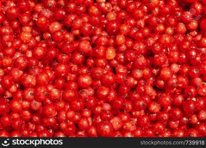 Top view on the berries of red currant.