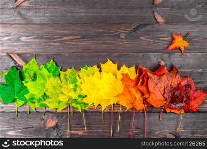 Top view - on the wooden boards the maple leaves are green, yellow and red. Concept photo - natural traffic light