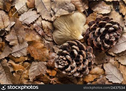 top view organic mushrooms leaves