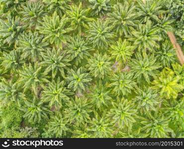 Top view palm leaves from above of crops in green, Bird&rsquo;s eye view tropical tree plant, Aerial view of the palm tree green fields nature agricultural farm background