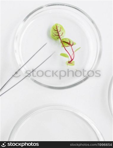 top view petri dish with plant biotechnology laboratory