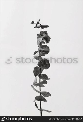 top view plant with leaves