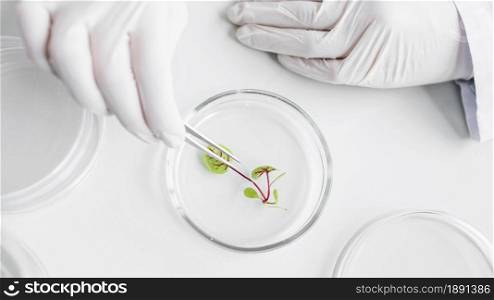top view researcher biotechnology laboratory with petri dish. Resolution and high quality beautiful photo. top view researcher biotechnology laboratory with petri dish. High quality and resolution beautiful photo concept