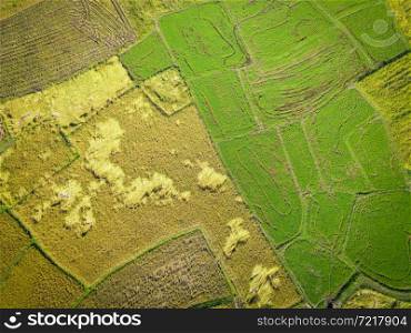 Top view rice field from above with agricultural parcels of different crops in green and yellow ready to harvest, Aerial view of the green rice area fields nature agricultural farm, Birds eye view