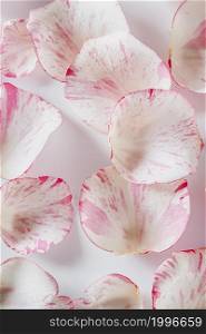 top view rose petals background
