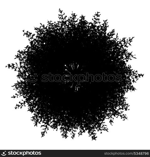 top view silhouette of european larch tree isolated on white background