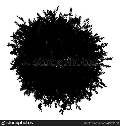 top view silhouette of orange tree isolated on white background