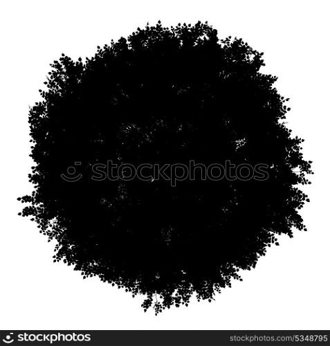 top view silhouette of small-leaved lime tree isolated on white background