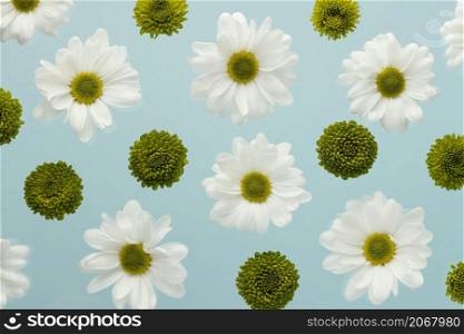 top view spring daisies