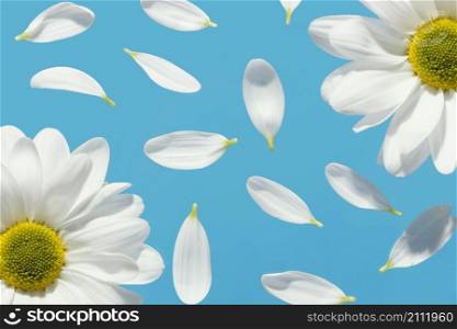 top view spring daisies with petals