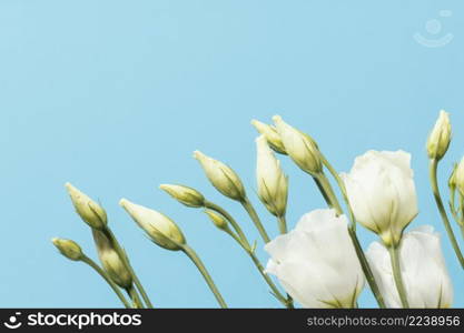 top view spring roses with copy space