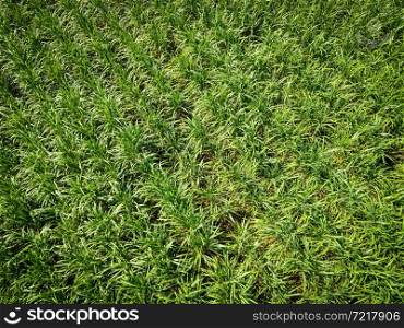 Top view sugar cane leaves from above of crops in green, Bird&rsquo;s eye view tropical tree plant, Aerial view of the sugar cane plantation green fields nature agricultural farm, sugarcane plant