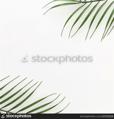 top view thin plant leaves with copy space
